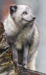 Preview wallpaper arctic fox, fox, wild, animal, log