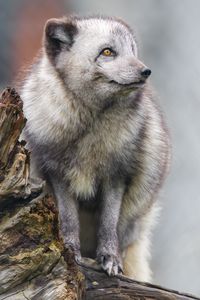 Preview wallpaper arctic fox, fox, wild, animal, log