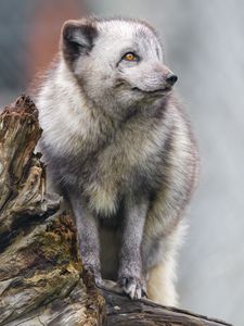 Preview wallpaper arctic fox, fox, wild, animal, log