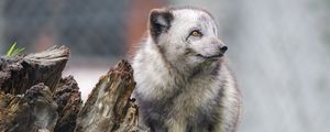 Preview wallpaper arctic fox, fox, wild, animal, log