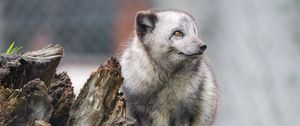 Preview wallpaper arctic fox, fox, wild, animal, log