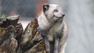 Preview wallpaper arctic fox, fox, wild, animal, log