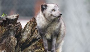 Preview wallpaper arctic fox, fox, wild, animal, log