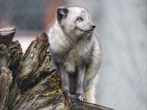 Preview wallpaper arctic fox, fox, wild, animal, log