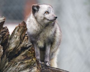 Preview wallpaper arctic fox, fox, wild, animal, log