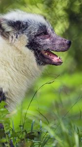 Preview wallpaper arctic fox, fox, wildlife, grass