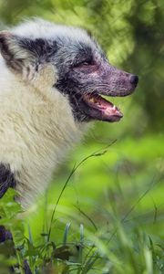 Preview wallpaper arctic fox, fox, wildlife, grass