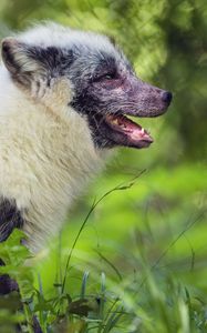 Preview wallpaper arctic fox, fox, wildlife, grass