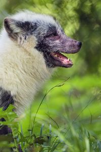 Preview wallpaper arctic fox, fox, wildlife, grass