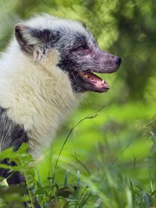 Preview wallpaper arctic fox, fox, wildlife, grass