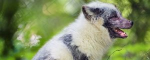 Preview wallpaper arctic fox, fox, wildlife, grass