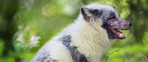 Preview wallpaper arctic fox, fox, wildlife, grass