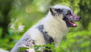 Preview wallpaper arctic fox, fox, wildlife, grass