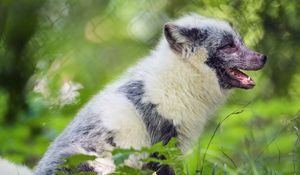 Preview wallpaper arctic fox, fox, wildlife, grass