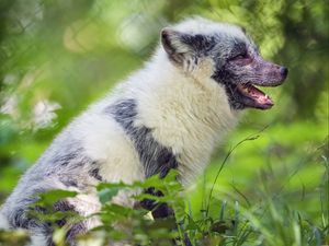 Preview wallpaper arctic fox, fox, wildlife, grass