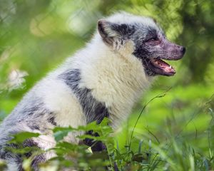 Preview wallpaper arctic fox, fox, wildlife, grass