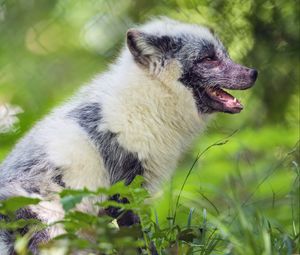 Preview wallpaper arctic fox, fox, wildlife, grass