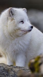 Preview wallpaper arctic fox, glance, animal, wildlife, white