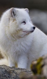 Preview wallpaper arctic fox, glance, animal, wildlife, white