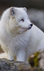 Preview wallpaper arctic fox, glance, animal, wildlife, white