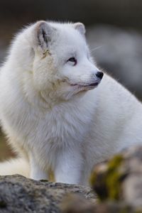 Preview wallpaper arctic fox, glance, animal, wildlife, white