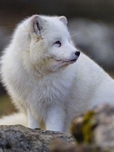 Preview wallpaper arctic fox, glance, animal, wildlife, white