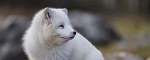 Preview wallpaper arctic fox, glance, animal, wildlife, white