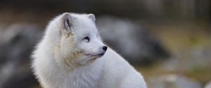 Preview wallpaper arctic fox, glance, animal, wildlife, white