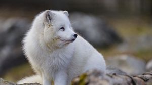 Preview wallpaper arctic fox, glance, animal, wildlife, white