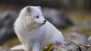 Preview wallpaper arctic fox, glance, animal, wildlife, white