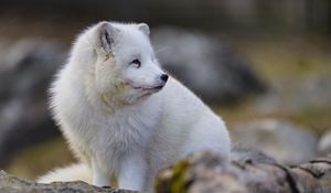 Preview wallpaper arctic fox, glance, animal, wildlife, white