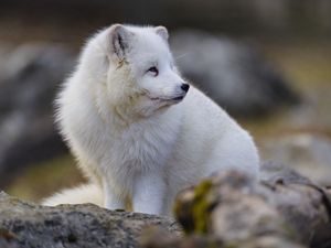 Preview wallpaper arctic fox, glance, animal, wildlife, white