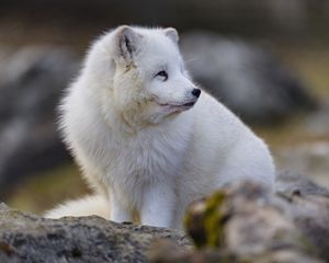 Preview wallpaper arctic fox, glance, animal, wildlife, white