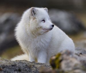 Preview wallpaper arctic fox, glance, animal, wildlife, white