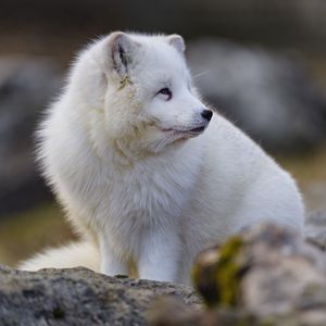 Preview wallpaper arctic fox, glance, animal, wildlife, white