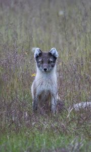 Preview wallpaper arctic fox, grass, sits