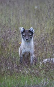 Preview wallpaper arctic fox, grass, sits