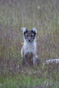 Preview wallpaper arctic fox, grass, sits