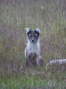 Preview wallpaper arctic fox, grass, sits