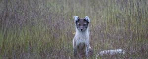 Preview wallpaper arctic fox, grass, sits