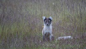 Preview wallpaper arctic fox, grass, sits