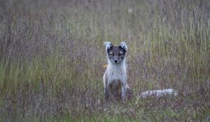 Preview wallpaper arctic fox, grass, sits