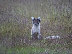 Preview wallpaper arctic fox, grass, sits