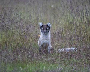 Preview wallpaper arctic fox, grass, sits