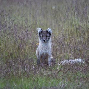 Preview wallpaper arctic fox, grass, sits