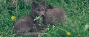 Preview wallpaper arctic fox, lies, grass