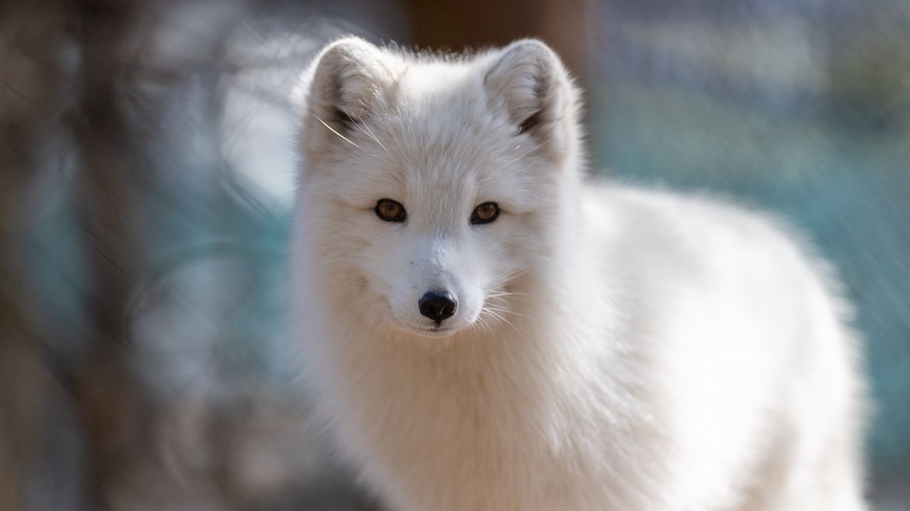 Wallpaper arctic fox, muzzle, wildlife, animal, white