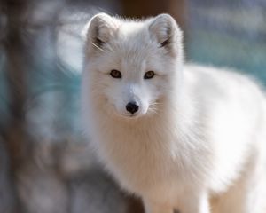 Preview wallpaper arctic fox, muzzle, wildlife, animal, white