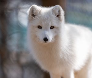 Preview wallpaper arctic fox, muzzle, wildlife, animal, white