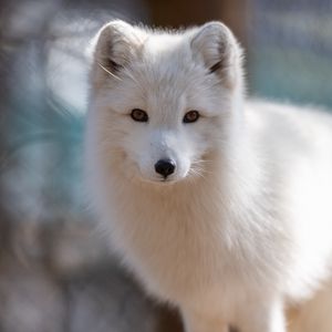 Preview wallpaper arctic fox, muzzle, wildlife, animal, white